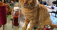 Charlie joined the competition — help win amazing prizes! cat, chair, cluttered_room, curious, domestic, feline, floor_tile, glass_table, household_items, indoor, ketchup_bottle, miscellaneous_objects, orange_tabby, pet, pink_cup, plastic_bag, seated, soda_can, table_leg, window