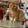 Charlie joined the competition — help win amazing prizes! cat, chair, cluttered_room, curious, domestic, feline, floor_tile, glass_table, household_items, indoor, ketchup_bottle, miscellaneous_objects, orange_tabby, pet, pink_cup, plastic_bag, seated, soda_can, table_leg, window
