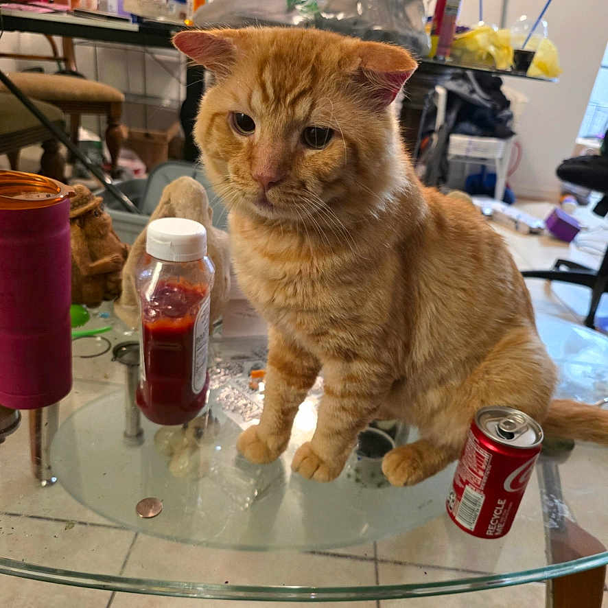 Charlie joined the competition — help win amazing prizes! cat, chair, cluttered_room, curious, domestic, feline, floor_tile, glass_table, household_items, indoor, ketchup_bottle, miscellaneous_objects, orange_tabby, pet, pink_cup, plastic_bag, seated, soda_can, table_leg, window
