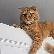 Charlie joined the competition — help win amazing prizes! alert, animal, cat, climbing, collar, curious, cute, domestic_cat, door, feline, fluffy, fur, indoor, looking_down, orange_tabby, paw, perched, pet, resting, whiskers