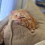 cat, orange_cat, pet, fluffy, relaxed, cushion, indoor, feline, closeup, sleepy, cozy, texture, resting, cute, domestic_animal, whiskers, pink_nose, fur, lazy, soft