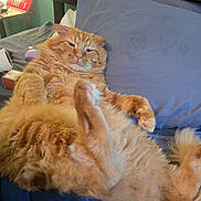 Charlie is registered to the contest to win money with this photo: cat, orange_cat, fluffy, pet, bed, bedding, pillow, relaxed, lying_down, indoor, feline, fur, whiskers, cute, animal, sleepy, cozy, paw, resting, domestic_animal