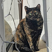 Nyla a rejoint le concours — aidez-le/la à gagner de superbes lots ! cat, tortoiseshell, window, curtains, sunlight, reflection, fluffy_bed, string_lights, indoor, pet, animal, feline, green_eyes, sitting, cozy, home, shadow, calm, quiet, resting