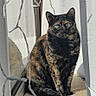 cat, tortoiseshell, window, curtains, sunlight, reflection, fluffy_bed, string_lights, indoor, pet, animal, feline, green_eyes, sitting, cozy, home, shadow, calm, quiet, resting