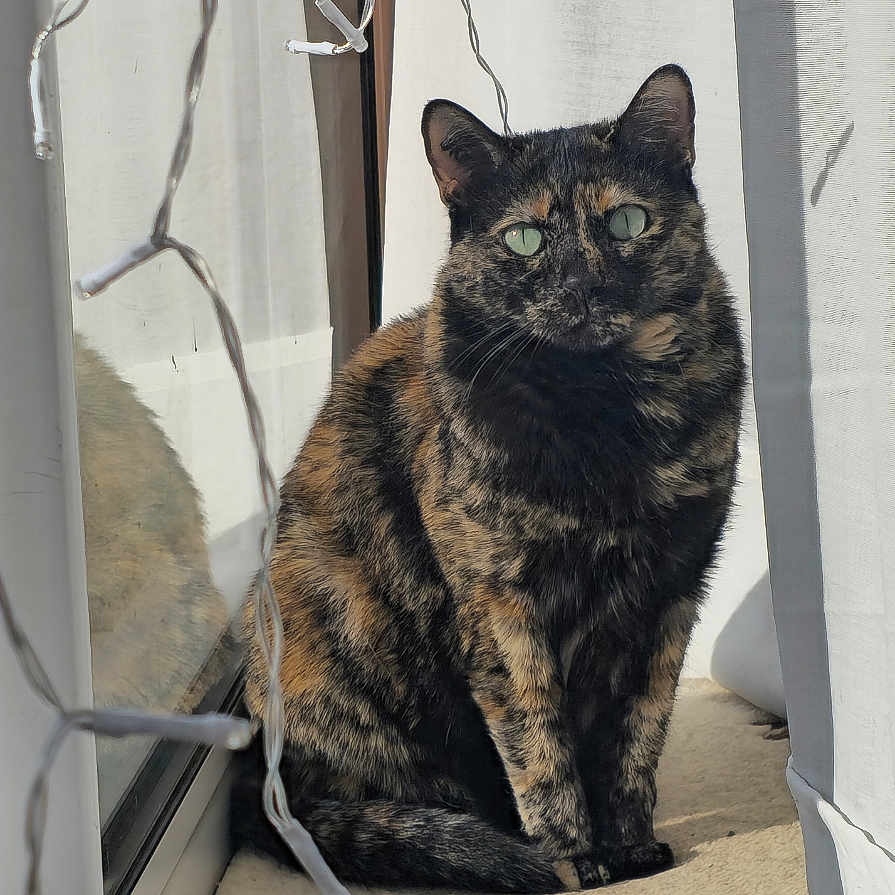 Nyla a rejoint le concours — aidez-le/la à gagner de superbes lots ! cat, tortoiseshell, window, curtains, sunlight, reflection, fluffy_bed, string_lights, indoor, pet, animal, feline, green_eyes, sitting, cozy, home, shadow, calm, quiet, resting