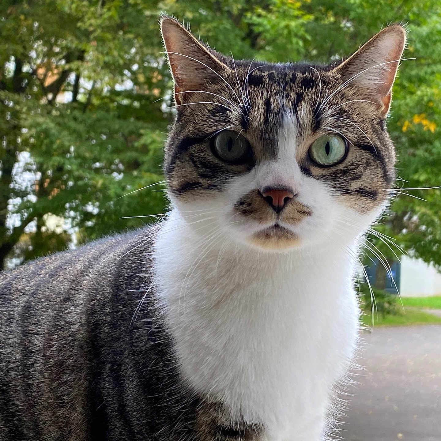 Bento a rejoint le concours — aidez-le/la à gagner de superbes lots ! abyssinian, animal, cat, face, grass, green, head, kitten, land, manx, nature, outdoors, person, pet, photography, plant, portrait, tree, vegetation, woodland
