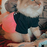 Sky joined the competition — help win amazing prizes! cat, fluffy, blue_eyes, clothing, black_shirt, pink_skirt, tutu, indoor, blanket, pillow, furniture, pet, sitting, fur, cute, domestic_animal, resting, calm, portrait, animal