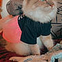 cat, fluffy, blue_eyes, clothing, black_shirt, pink_skirt, tutu, indoor, blanket, pillow, furniture, pet, sitting, fur, cute, domestic_animal, resting, calm, portrait, animal