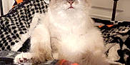 Sky joined the competition — help win amazing prizes! cat, fluffy, bed, blanket, indoor, feline, curious, white, gray, patterned_blanket, resting, pet, animal, fur, paw, headboard, door, home, cozy, sitting