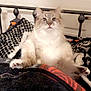 cat, fluffy, bed, blanket, indoor, feline, curious, white, gray, patterned_blanket, resting, pet, animal, fur, paw, headboard, door, home, cozy, sitting