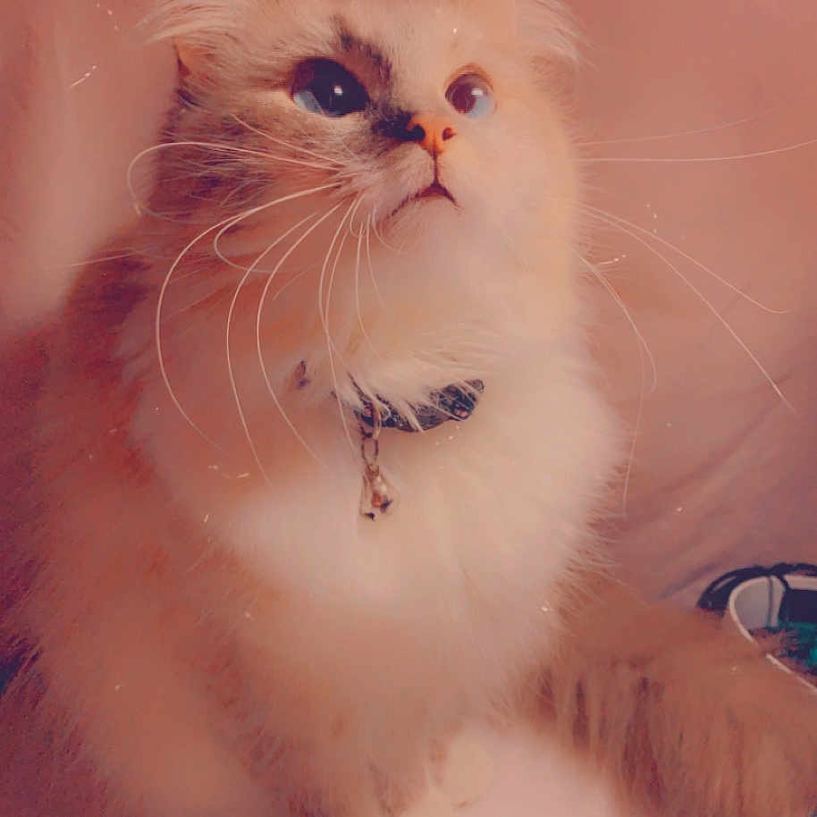 Sky joined the competition — help win amazing prizes! bell, cat, closeup, collar, companion, curious, cute, domestic_animal, feline, fluffy, furry, indoor, laptop, looking_up, pet, portrait, soft_light, tabby, whiskers, white_paws