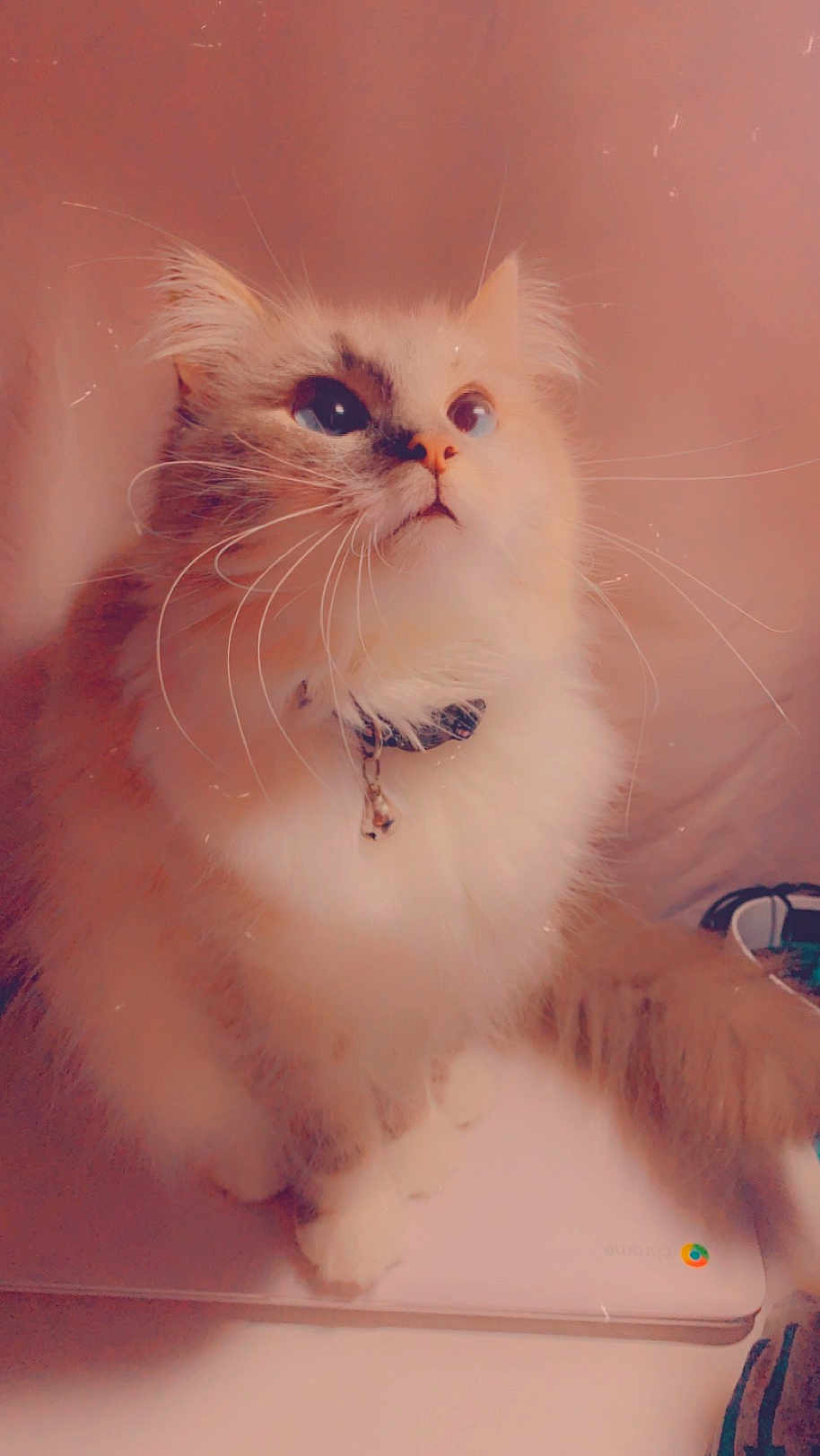 Sky joined the competition — help win amazing prizes! cat, fluffy, pet, collar, bell, laptop, indoor, curious, whiskers, closeup, feline, soft_light, cute, domestic_animal, portrait, white_paws, looking_up, tabby, furry, companion