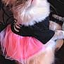 Sky joined the competition — help win amazing prizes! cat, fluffy, pink_tutu, black_shirt, pet_clothing, curious, indoor, whiskers, ears, feline, cute, costume, portrait, fur, animal, domestic_animal, closeup, sitting, looking_up, soft_lighting