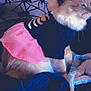 Sky joined the competition — help win amazing prizes! cat, animal, pet, clothing, costume, pink_tutu, black_shirt, skeleton_design, fluffy, blue_eyes, indoor, pillow, blanket, spider_pattern, cozy, feline, cute, sitting, soft_fur, domestic