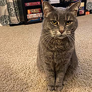 Ivy joined the competition — help win amazing prizes! cat, gray_tabby, pet, indoor, carpet, curtains, board_games, sitting, feline, whiskers, ears, eyes, shelf, home, cozy, animal, fur, looking_at_camera, domestic_cat, mammal