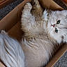 Apollon a rejoint le concours — aidez-le/la à gagner de superbes lots ! cat, fluffy, white_cat, green_eyes, cardboard_box, indoor, pet, cute, relaxed, feline, animal, cozy, fur, box, looking_up, domestic_cat, curious, whiskers, tail, resting