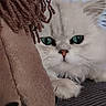 Apollon a rejoint le concours — aidez-le/la à gagner de superbes lots ! cat, white_cat, green_eyes, fluffy, close_up, pet, animal, feline, fur, whiskers, nose, indoor, cozy, texture, brown, yarn, curious, resting, soft, cute