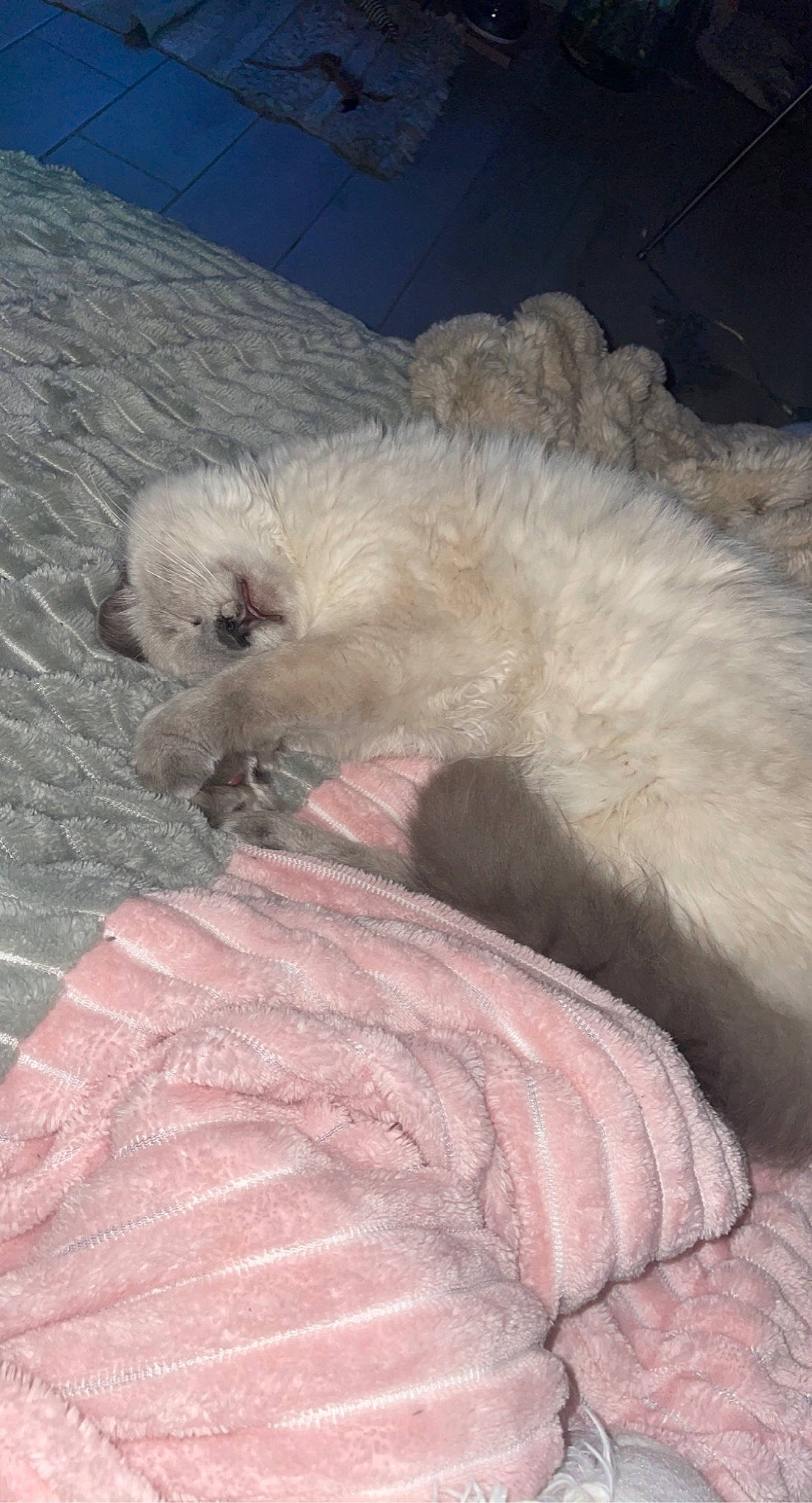 Simba participe au concours pour gagner de l'argent avec cette photo : canidae, carnivore, claw, cloud, comfort, companion_dog, dog, dog_breed, fawn, feather, fur, labradoodle, mustelidae, ragdoll, small_terrier, sporting_group, tail, terrestrial_animal, terrier, toy_dog