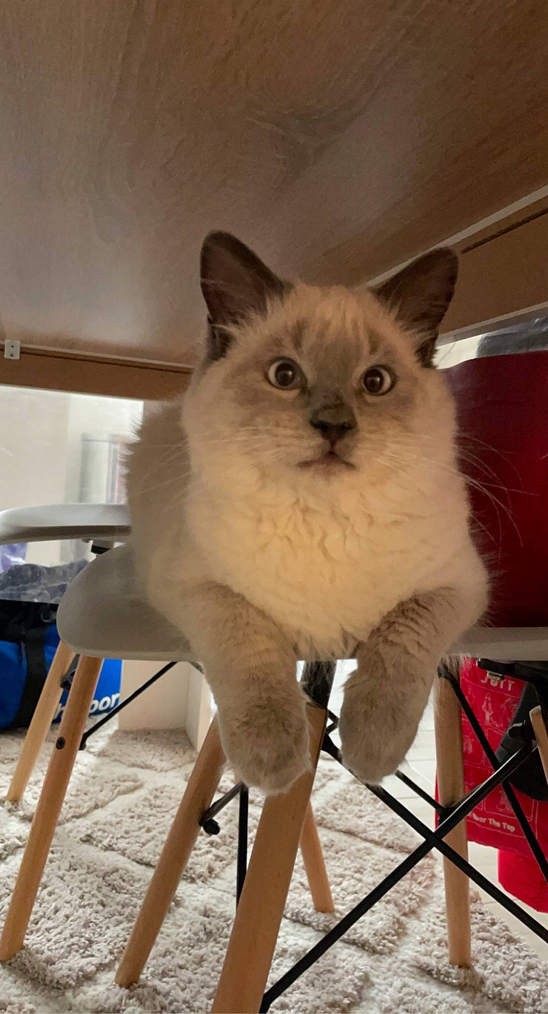 Simba participe au concours pour gagner de l'argent avec cette photo : balinese, birman, carnivore, cat, chair, domestic_short_haired_cat, fawn, felidae, fur, paw, sitting, small_to_medium_sized_cats, snout, tail, terrestrial_animal, thai, tonkinese, whiskers, wildlife, wood