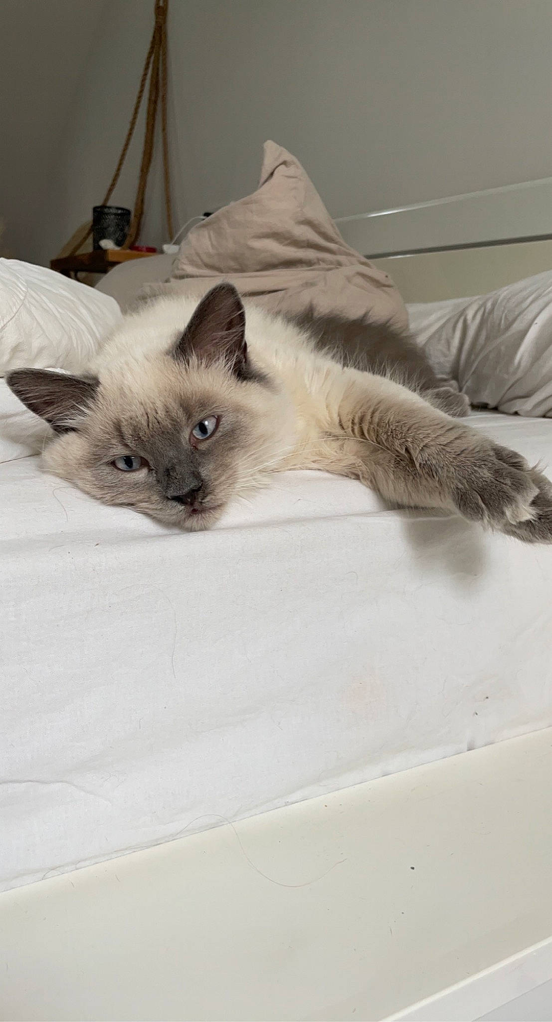 Simba participe au concours pour gagner de l'argent avec cette photo : balinese, carnivore, cat, comfort, domestic_short_haired_cat, fawn, felidae, fur, siamese, small_to_medium_sized_cats, snout, tail, terrestrial_animal, whiskers