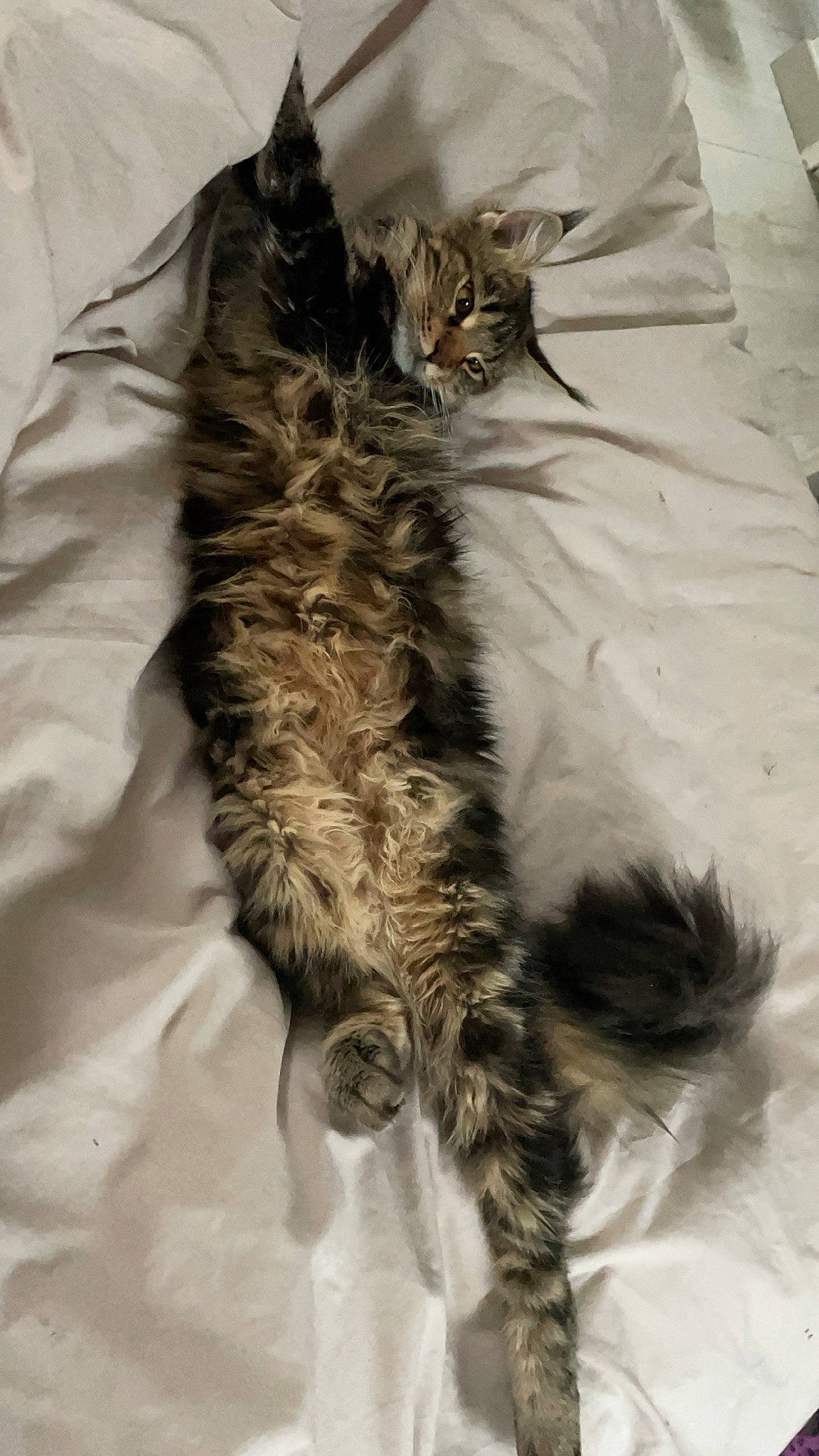 Rosalie participe au concours pour gagner de l'argent avec cette photo : bed, carnivore, cat, claw, comfort, domestic_short_haired_cat, fawn, felidae, fur, grey, pattern, paw, small_to_medium_sized_cats, snout, tail, textile, tree, whiskers