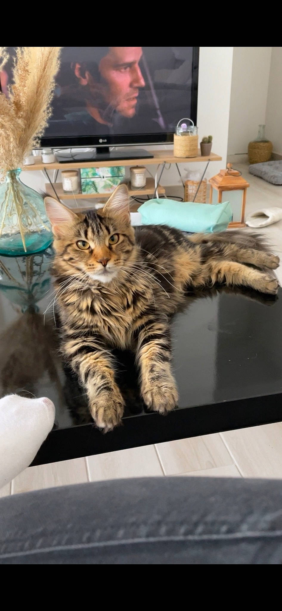 Rosalie a rejoint le concours — aidez-le/la à gagner de superbes lots ! carnivore, cat, claw, comfort, computer, domestic_short_haired_cat, felidae, fur, laptop, paw, personal_computer, picture_frame, room, small_to_medium_sized_cats, tail, terrestrial_animal, vertebrate, whiskers