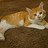 animal, carpet, cat, cute, ears, eyes, fluffy, furry, home, indoor, kitten, lying_down, orange_and_white, paws, pet, portrait, relaxed, striped_fur, tail, whiskers