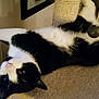 Larry is registered to the contest to win money with this photo: cat, black_and_white, indoor, cat_tree, toy_ball, window, relaxed, stretching, feline, pet, cozy, fur, whiskers, animal, domestic, cute, playful, resting, household, curious