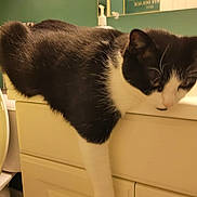 Larry is registered to the contest to win money with this photo: cat, black_and_white, bathroom, sink, cabinet, paw, draped, green_wall, mirror, relaxed, pet, feline, domestic_animal, indoor, household, fur, whiskers, toilet, door, drawer