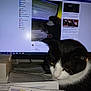 cat, black_and_white_cat, computer_monitor, facebook_page, papers, desk, indoor, screen, text, post, animal, pet, curious, home_office, technology, feline, document, clutter, close_up, reflection