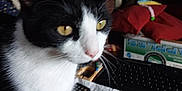Larry joined the competition — help win amazing prizes! animal, background, black_and_white, box, cat, close_up, clutter, curious, cushion, desk, domestic, electronics, feline, indoor, keyboard, pet, remote_control, table, whiskers, yellow_eyes