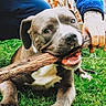 animal, backyard, chewing, close_up, collar, dog, fur, grass, hand, happy, human, mouth_open, outdoor, pet, pit_bull, playful, portrait, stick, teeth, tongue