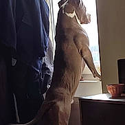 Thanos a rejoint le concours — aidez-le/la à gagner de superbes lots ! dog, pet, standing, looking_out, window, windowsill, indoor, brown_coat, muscular, paw, tail, table, bowl, jacket, coat, curious, home_interior, daylight, silhouette, furniture