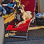 dog, pitbull, lounger, red_chair, outdoor, sunlit, relaxing, person, beard, cap, mobile_phone, backyard, patio, concrete_floor, bucket, shadow, paws, close_up, pet, portrait