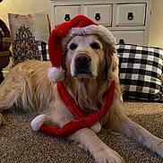 Ryder joined the competition — help win amazing prizes! animal, cabinet, carpet, christmas, cushion, cute, dog, domestic_animal, festive, fur, golden_retriever, holiday_decor, indoor, mammal, pet, plush_toy, portrait, relaxed, santa_hat, scarf