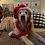 animal, cabinet, carpet, christmas, cushion, cute, dog, domestic_animal, festive, fur, golden_retriever, holiday_decor, indoor, mammal, pet, plush_toy, portrait, relaxed, santa_hat, scarf