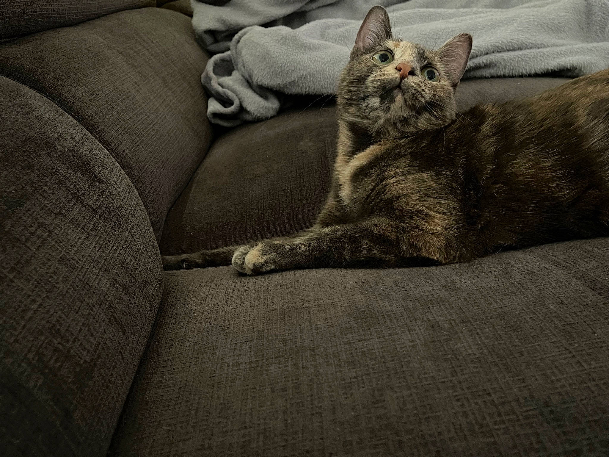 Nikita a rejoint le concours — aidez-le/la à gagner de superbes lots ! bedding, carnivore, cat, comfort, couch, domestic_short_haired_cat, felidae, fur, grey, human_leg, linens, monochrome, monochrome_photography, nap, paw, sitting, small_to_medium_sized_cats, snout, tail, whiskers