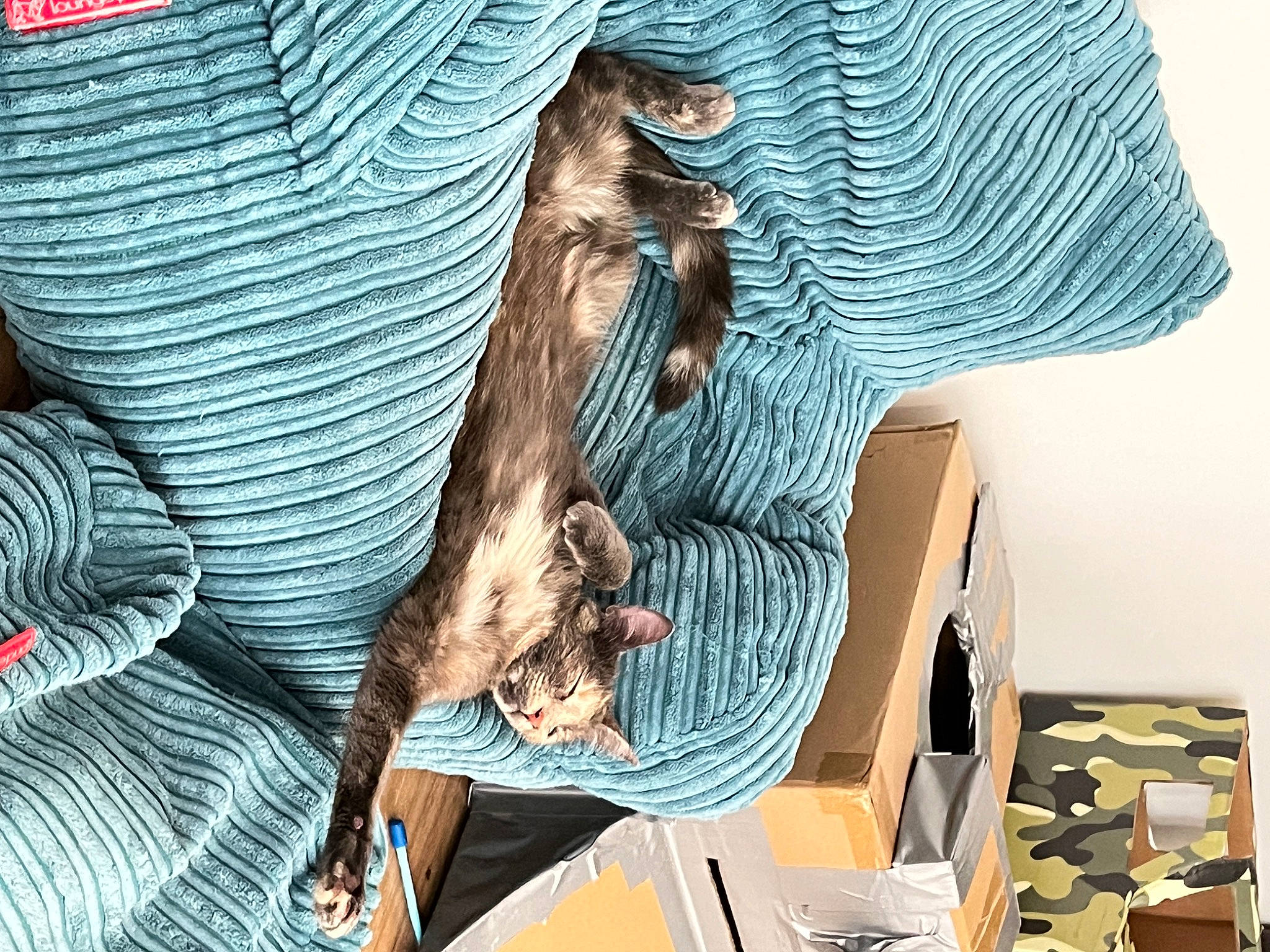 Nikita participe au concours pour gagner de l'argent avec cette photo : art, dress, feather, fictional_character, fur, livestock, metal, pattern, sculpture, statue, visual_arts, wildlife, wing, wood, working_animal