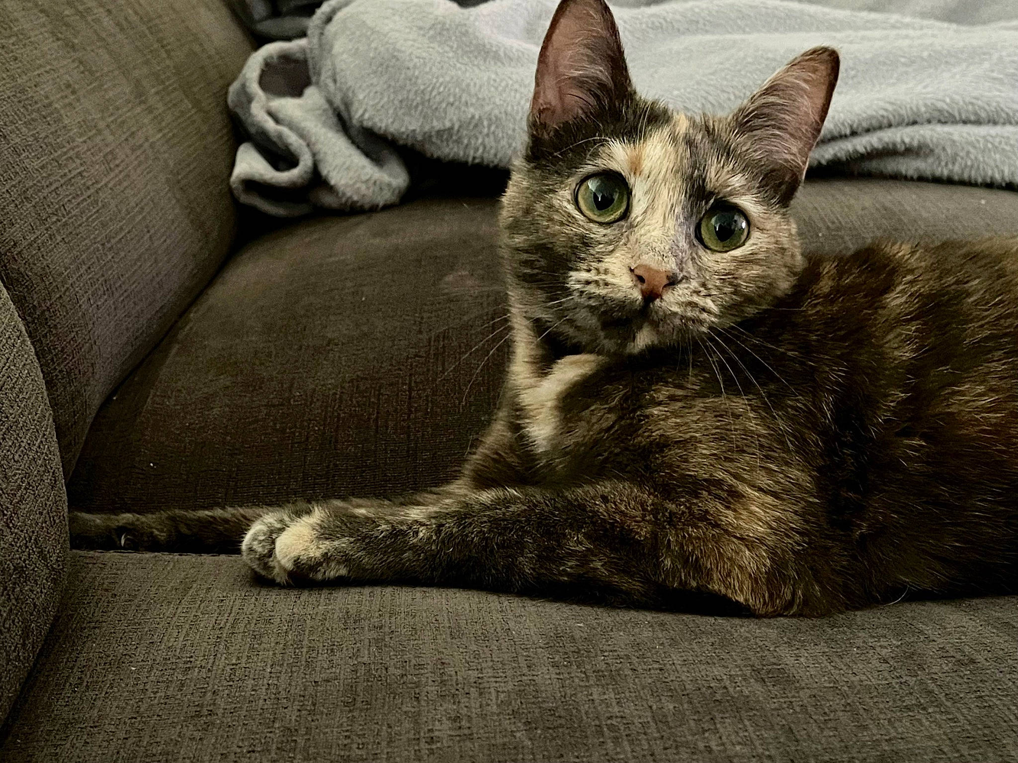 Nikita a rejoint le concours — aidez-le/la à gagner de superbes lots ! carnivore, cat, cat_supply, claw, comfort, couch, domestic_short_haired_cat, felidae, fur, grey, monochrome, monochrome_photography, paw, sitting, small_to_medium_sized_cats, snout, tail, whiskers