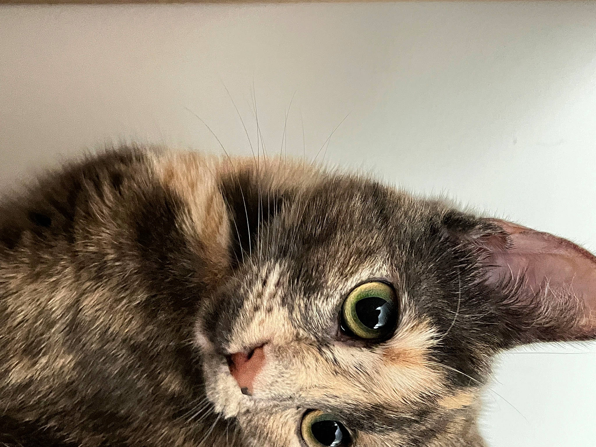 Nikita a rejoint le concours — aidez-le/la à gagner de superbes lots ! carnivore, cat, domestic_short_haired_cat, ear, eye, felidae, fur, head, paw, small_to_medium_sized_cats, snout, terrestrial_animal, whiskers, wildlife