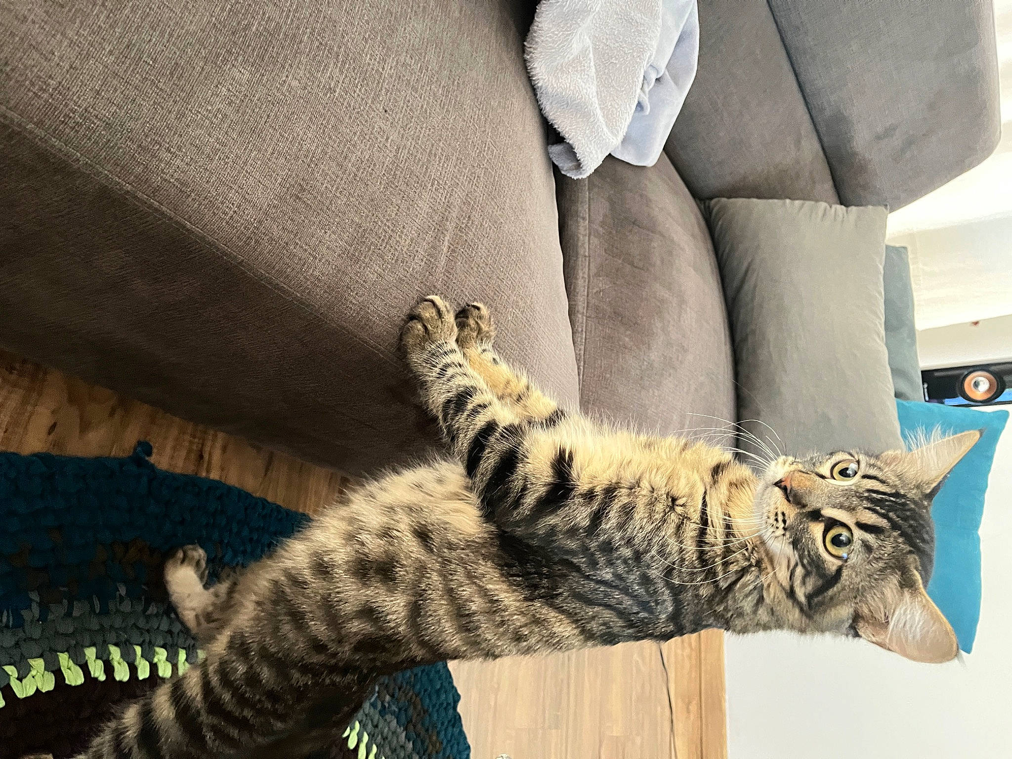 Floki a rejoint le concours — aidez-le/la à gagner de superbes lots ! carnivore, cat, claw, comfort, couch, domestic_short_haired_cat, felidae, fur, grey, linens, pattern, paw, small_to_medium_sized_cats, snout, tail, terrestrial_animal, textile, tree, whiskers, wood