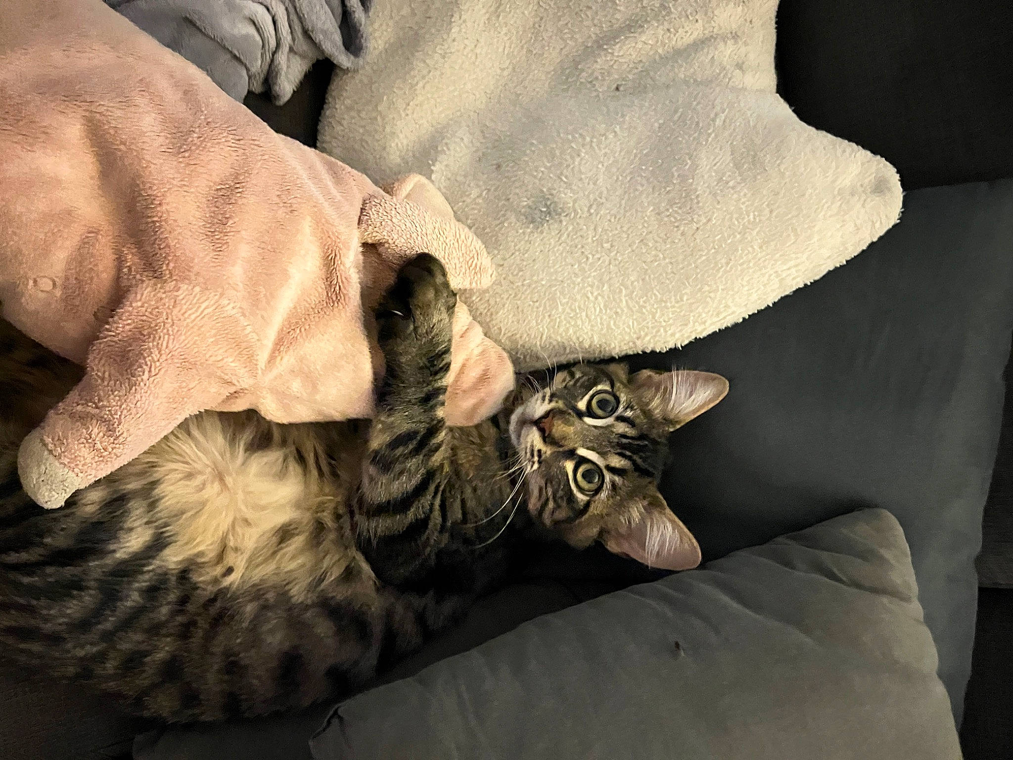 Floki a rejoint le concours — aidez-le/la à gagner de superbes lots ! bed, bed_sheet, bedding, carnivore, cat, comfort, couch, darkness, domestic_short_haired_cat, felidae, fur, grey, linens, nap, pattern, paw, room, small_to_medium_sized_cats, tail, whiskers