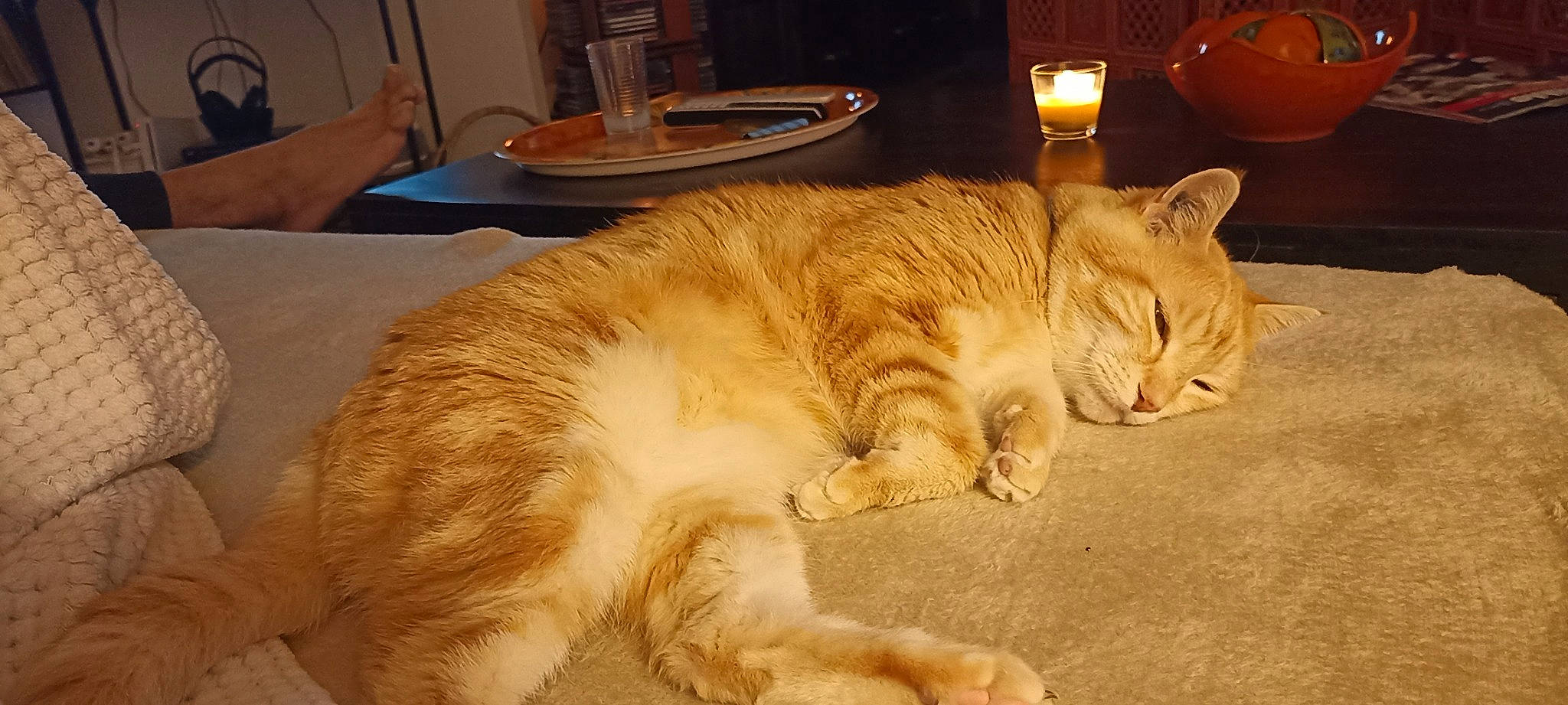 Tarzan participe au concours pour gagner de l'argent avec cette photo : carnivore, cat, claw, comfort, domestic_short_haired_cat, fawn, felidae, flooring, fur, hardwood, nap, paw, room, sitting, small_to_medium_sized_cats, snout, tableware, tail, whiskers, wood