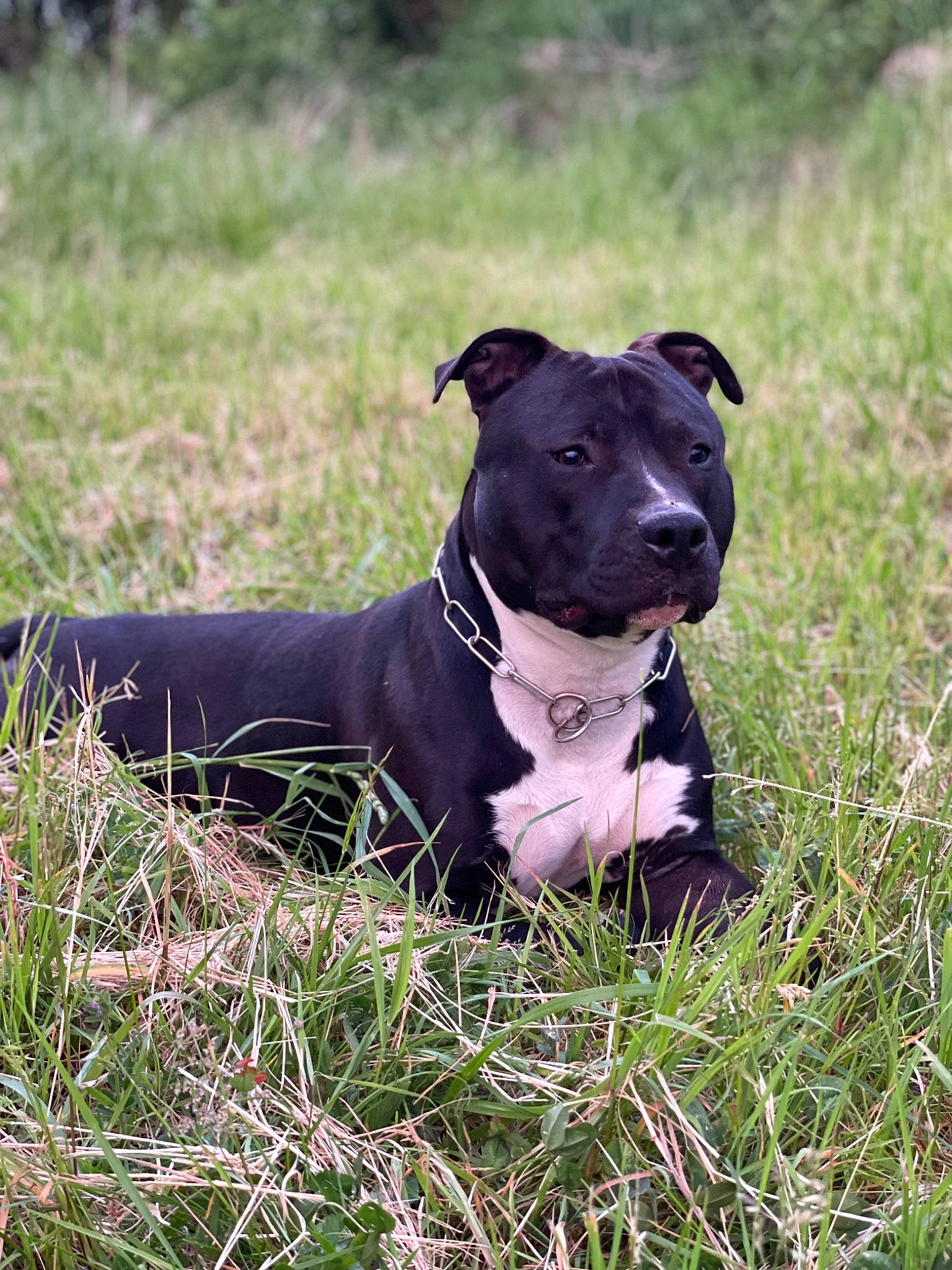 Sayko participe au concours pour gagner de l'argent avec cette photo : borador, canis_panther, carnivore, collar, companion_dog, dog, dog_breed, dog_collar, fawn, grass, grassland, gun_dog, leash, pet_supply, plant, pointing_breed, snout, sporting_group, whiskers, working_animal