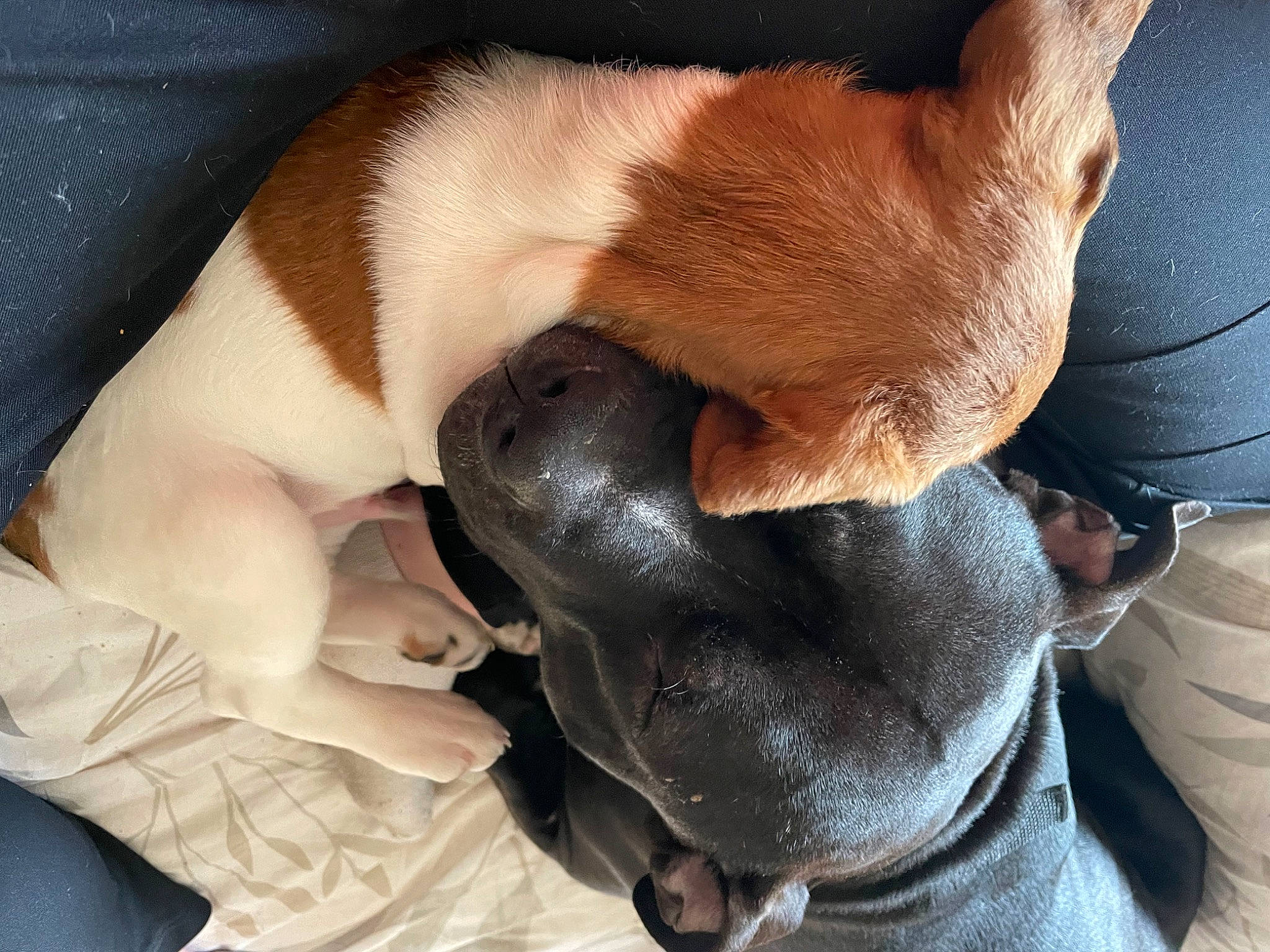 Sayko a rejoint le concours — aidez-le/la à gagner de superbes lots ! canidae, carnivore, collar, comfort, companion_dog, dog, dog_breed, dog_collar, ear, fawn, felidae, gesture, nail, paw, small_to_medium_sized_cats, snout, sporting_group, tail, whiskers, working_animal