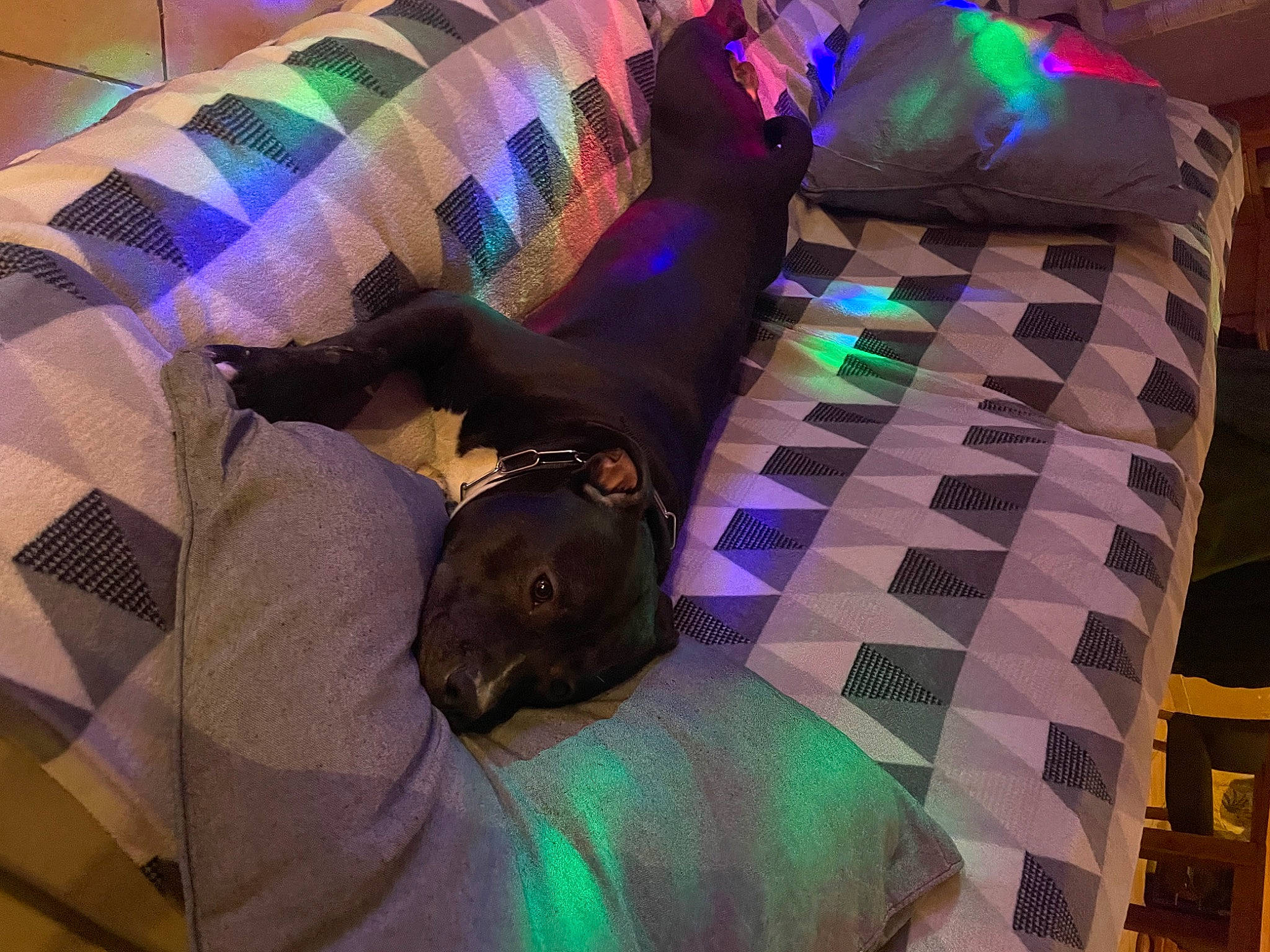 Sayko a rejoint le concours — aidez-le/la à gagner de superbes lots ! carnivore, comfort, companion_dog, couch, dog, dog_breed, event, fawn, flooring, fun, light, linens, magenta, mammal, pattern, purple, textile, vertebrate, violet, working_animal