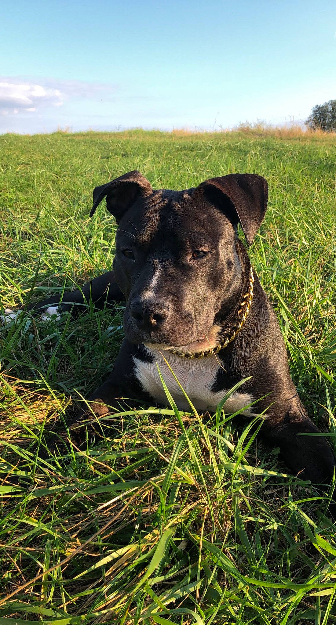 Sayko a rejoint le concours — aidez-le/la à gagner de superbes lots ! carnivore, cloud, collar, companion_dog, dog, dog_breed, dog_collar, fawn, field, grass, grassland, meadow, pasture, plant, prairie, sky, snout, sporting_group, terrestrial_animal, working_animal