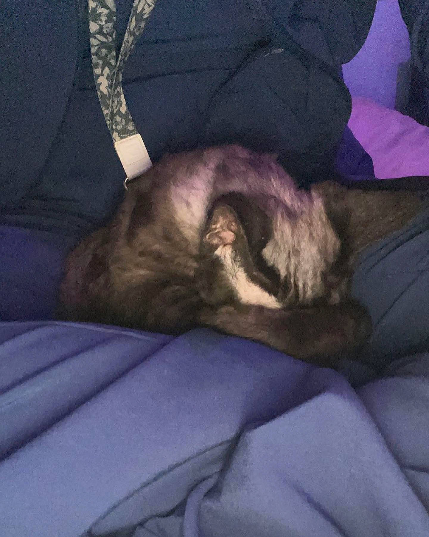 Odd joined the competition — help win amazing prizes! carnivore, cloud, comfort, companion_dog, darkness, dog_breed, fawn, felidae, fur, grey, human_leg, lap, linens, paw, sky, small_to_medium_sized_cats, sporting_group, tail, toy_dog, whiskers