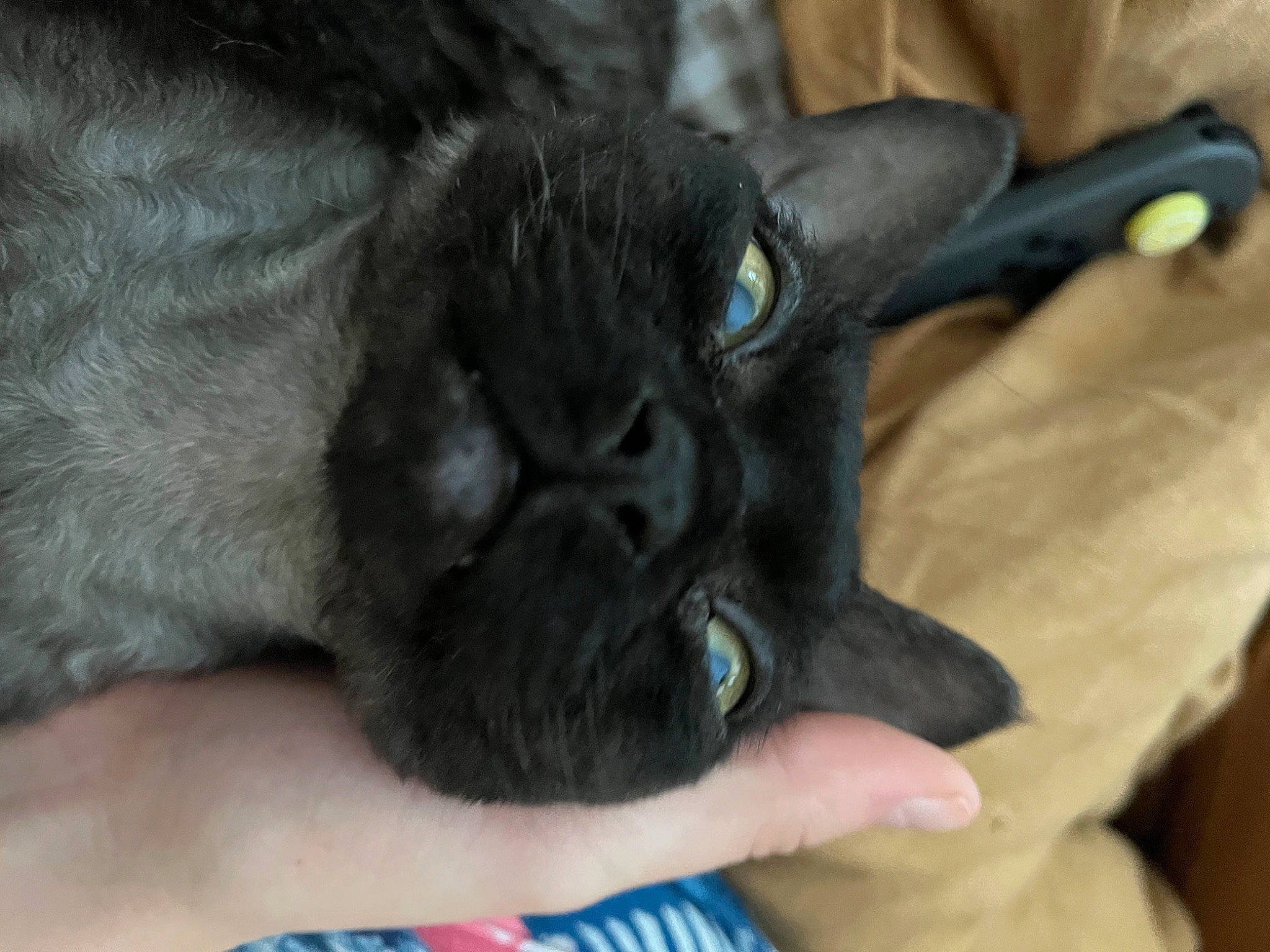 Odd joined the competition — help win amazing prizes! black_cat, bombay, carnivore, cat, claw, comfort, companion_dog, dog_breed, domestic_short_haired_cat, ear, felidae, foot, fur, gesture, nail, paw, small_to_medium_sized_cats, snout, tail, whiskers