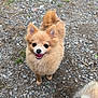 dog, puppy, fluffy, smiling, outdoor, gravel, earth, two_dogs, cute, animal, pet, small_dog, fur, ears, tail, friendly, happy, nature, daytime, closeup